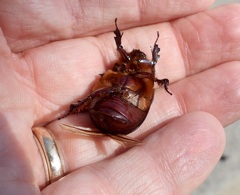 Pentodontini