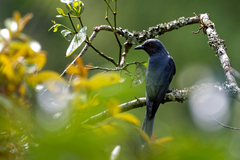 Dicrurus leucophaeus