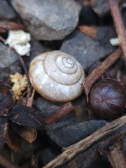 Bradybaena similaris