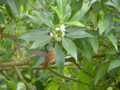 Amazilis amazilia