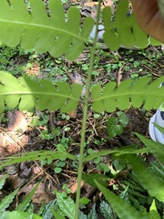Polypodiopsida
