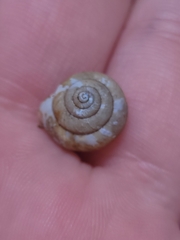 Bradybaena similaris