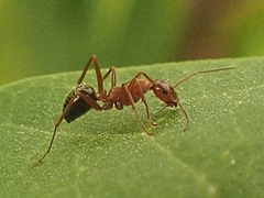 Formica pallidefulva