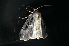 Pseudohermonassa tenuicula