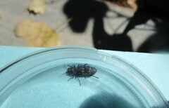 Melanophila consputa