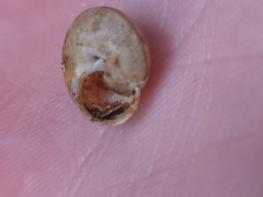Bradybaena similaris
