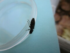 Melanophila consputa