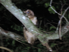 Strix virgata