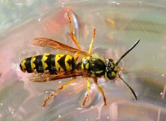 Vespula flavopilosa