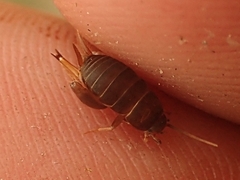 Myrmecophilus pergandei