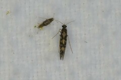 Agraylea multipunctata