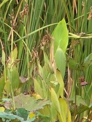 Ixobrychus sinensis