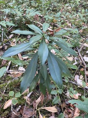 Daphne laureola