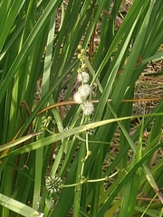 Sparganium eurycarpum
