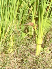 Ixobrychus cinnamomeus