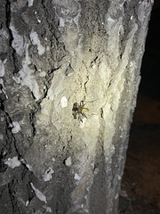 Meloimorpha japonica