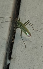 Trigonotylus caelestialium