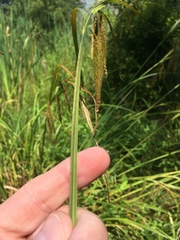 Carex gynandra