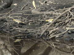 Ptilotula flavescens