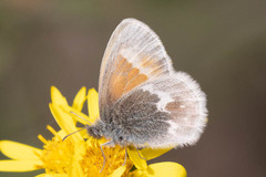 Coenonympha tullia yukonensis