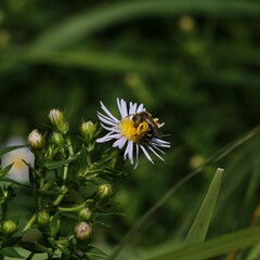 Andrena asteris