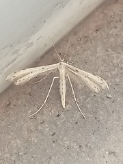 Hellinsia homodactylus