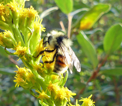 Bombus sylvicola