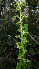 Platanthera flava