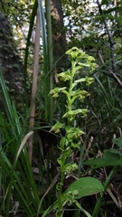 Platanthera flava