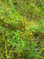 Coleosporium