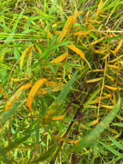 Coleosporium