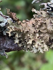 Tuckermanopsis orbata