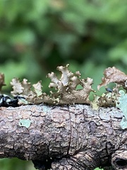Tuckermanopsis orbata