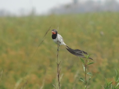 Alectrurus risora