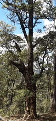 Eucalyptus urophylla