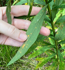 Coleosporium