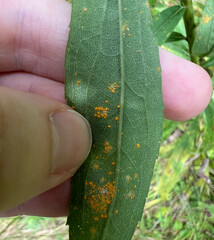 Coleosporium