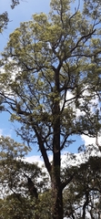 Eucalyptus urophylla