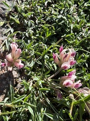 Trifolium dasyphyllum