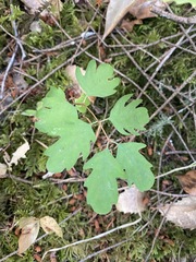 Symphoricarpos mollis