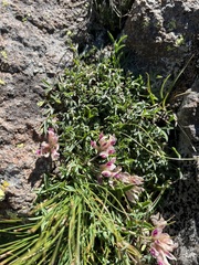 Trifolium dasyphyllum