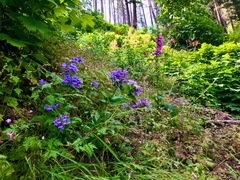 Penstemon serrulatus
