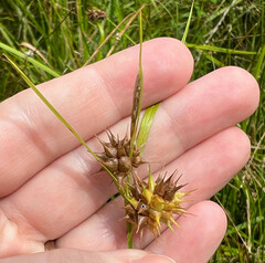 Carex grayi