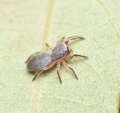 Tutelina