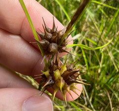 Carex grayi