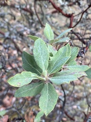 Arctostaphylos columbiana