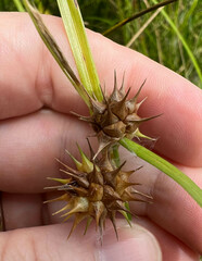 Carex grayi