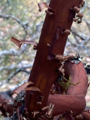 Arctostaphylos columbiana