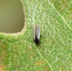 Chironomoidea