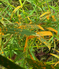 Coleosporium